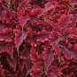 Fire Red Coleus Seeds Herb Ornamental Plants 200 PCS Seeds