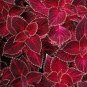 Fire Red Coleus Seeds Herb Ornamental Plants 200 PCS Seeds