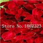 Fire Red Coleus Seeds Herb Ornamental Plants 200 PCS Seeds
