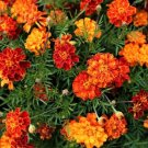 Fire Red French Marigold Annual Flowers 50 PCS Seeds Fire Red French Marigold Annual Flowers 50 PCS Seeds
