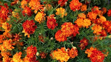 Fire Red French Marigold Annual Flowers 50 PCS Seeds