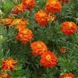 Fire Red French Marigold Annual Flowers 50 PCS Seeds