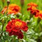 Fire Red French Marigold Annual Flowers 50 PCS Seeds