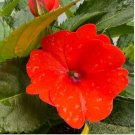 Fire Red Impatiens Bonsai FLowers 25 PCS Seeds Fire Red Impatiens Bonsai FLowers 25 PCS Seeds