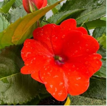 Fire Red Impatiens Bonsai FLowers 25 PCS Seeds