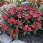 Fire Red Impatiens Bonsai FLowers 25 PCS Seeds