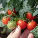 Fire Red' Round Cherry Tomato Organic 300 PCS Seeds Fire Red' Round Cherry Tomato Organic 300 PCS Seeds