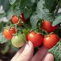 Fire Red' Round Cherry Tomato Organic 300 PCS Seeds