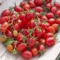 Fire Red' Round Cherry Tomato Organic 300 PCS Seeds