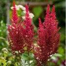 Fireberry False Spiraea Red Astilbe Perennial Flower 100 PCS Seeds Fireberry False Spiraea Red Astilbe Perennial Flower 100 PCS Seeds