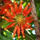 Firewheel Tree Stenocarpus sinuatis, ornamental perennial flowers 2 PCS Seeds Firewheel Tree Stenocarpus sinuatis, ornamental perennial flowers 2 PCS Seeds