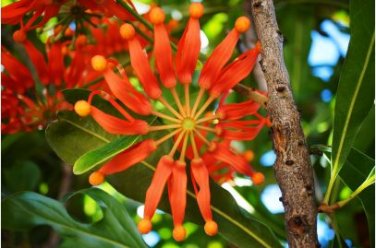 Firewheel Tree Stenocarpus sinuatis, ornamental perennial flowers 2 PCS Seeds