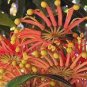 Firewheel Tree Stenocarpus sinuatis, ornamental perennial flowers 2 PCS Seeds