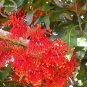 Firewheel Tree Stenocarpus sinuatis, ornamental perennial flowers 2 PCS Seeds