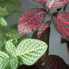 Fittonia verschaffeltii Bonsai Mini Easy Planting Balcony 100 PCS Seeds