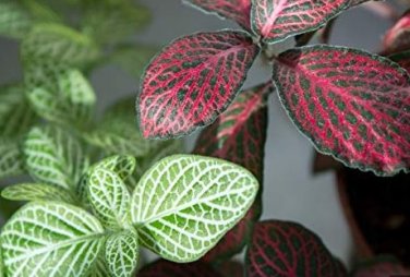 Fittonia verschaffeltii Bonsai Mini Easy Planting Balcony 100 PCS Seeds