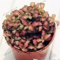 Fittonia verschaffeltii Bonsai Mini Easy Planting Balcony 100 PCS Seeds