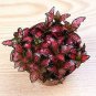 Fittonia verschaffeltii Bonsai Mini Easy Planting Balcony 100 PCS Seeds