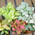 Fittonia Verschaffeltii Bonsai Mini Easy Planting Balcony Fun Indoor 100 PCS Seeds