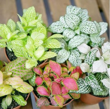 Fittonia Verschaffeltii Bonsai Mini Easy Planting Balcony Fun Indoor 100 PCS Seeds