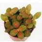 Fittonia Verschaffeltii Bonsai Mini Easy Planting Balcony Fun Indoor 100 PCS Seeds