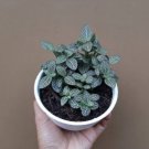 Fittonia verschaffeltii Mini Easy Planting Fun Indoor Flower 100 PCS Seeds