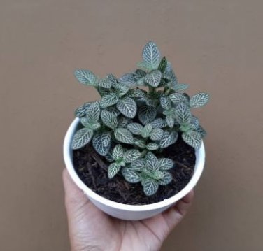 Fittonia verschaffeltii Mini Easy Planting Fun Indoor Flower 100 PCS Seeds