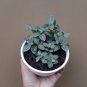 Fittonia verschaffeltii Mini Easy Planting Fun Indoor Flower 100 PCS Seeds