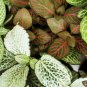 Fittonia verschaffeltii Mini Easy Planting Fun Indoor Flower 100 PCS Seeds