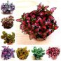 Fittonia verschaffeltii Mini Easy Planting Fun Indoor Flower 100 PCS Seeds