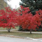Flame Amur Maple with Bright Red Leaves 20 PCS Seeds Flame Amur Maple with Bright Red Leaves 20 PCS Seeds