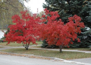 Flame Amur Maple with Bright Red Leaves 20 PCS Seeds
