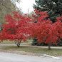 Flame Amur Maple with Bright Red Leaves 20 PCS Seeds