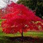 Flame Amur Maple with Bright Red Leaves 20 PCS Seeds