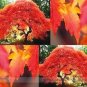 Flame Amur Maple with Bright Red Leaves 20 PCS Seeds