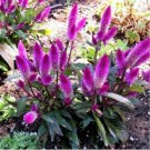 Flamingo Cockscomb 300 PCS Seeds