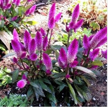 Flamingo Cockscomb 300 PCS Seeds