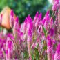Flamingo Cockscomb 300 PCS Seeds