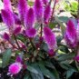 Flamingo Cockscomb 300 PCS Seeds