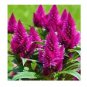 Flamingo Cockscomb 300 PCS Seeds