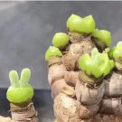 Fleshy bonsais Pitt Aura Bunnies Monilaria moniliformis 10 PCS Seeds Fleshy bonsais Pitt Aura Bunnies Monilaria moniliformis 10 PCS Seeds