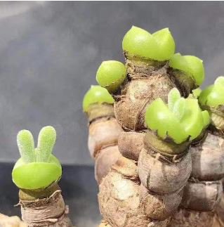 Fleshy bonsais Pitt Aura Bunnies Monilaria moniliformis 10 PCS Seeds