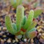 Fleshy bonsais Pitt Aura Bunnies Monilaria moniliformis 10 PCS Seeds