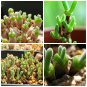 Fleshy bonsais Pitt Aura Bunnies Monilaria moniliformis 10 PCS Seeds