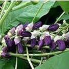 Florida Velvet Bean Vine Garden Flower 5 PCS Seeds
