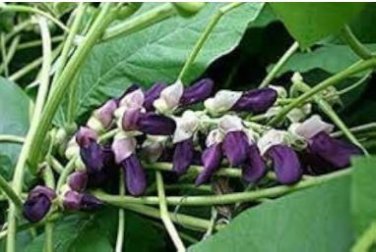 Florida Velvet Bean Vine Garden Flower 5 PCS Seeds