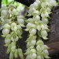 Florida Velvet Bean Vine Garden Flower 5 PCS Seeds