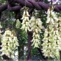 Florida Velvet Bean Vine Garden Flower 5 PCS Seeds