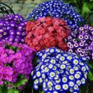 Florists Cineraria Bonsai 9 Kind Different Bonsai Flowers Pericallis hybrida 100 PCS Seeds Florists Cineraria Bonsai 9 Kind Different Bonsai Flowers Pericallis hybrida 100 PCS Seeds