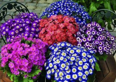 Florists Cineraria Bonsai 9 Kind Different Bonsai Flowers Pericallis hybrida 100 PCS Seeds